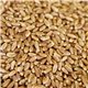 Sprout Seed Hard Red Wheat Natural 1.5 lb mylar bag by Rainy Day Foods